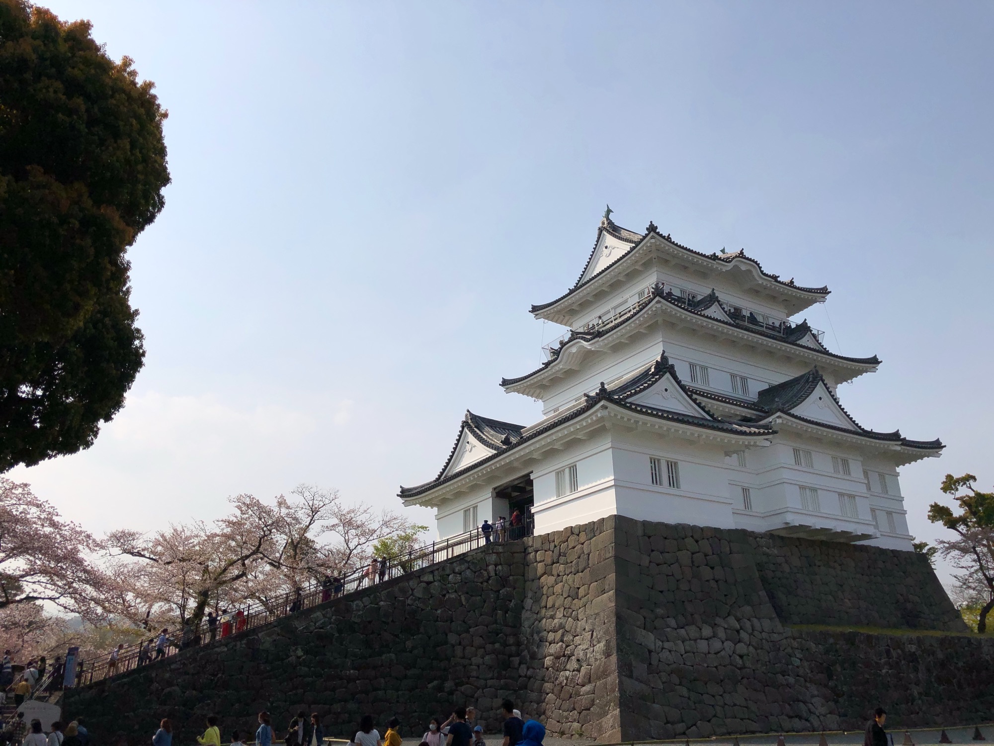 日本一周・Day 3 〝小田原城の桜がまだ綺麗だった〟【小田原城／桜／味噌ラーメン】